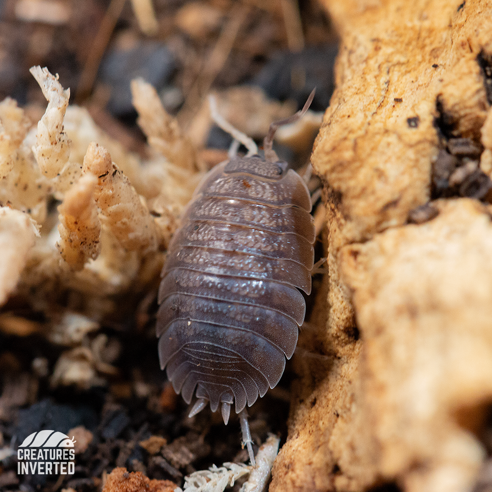 100 Giant Canyon Isopods (Porcellio Dilatatus) – Live Pet Feeder Terrarium Insects