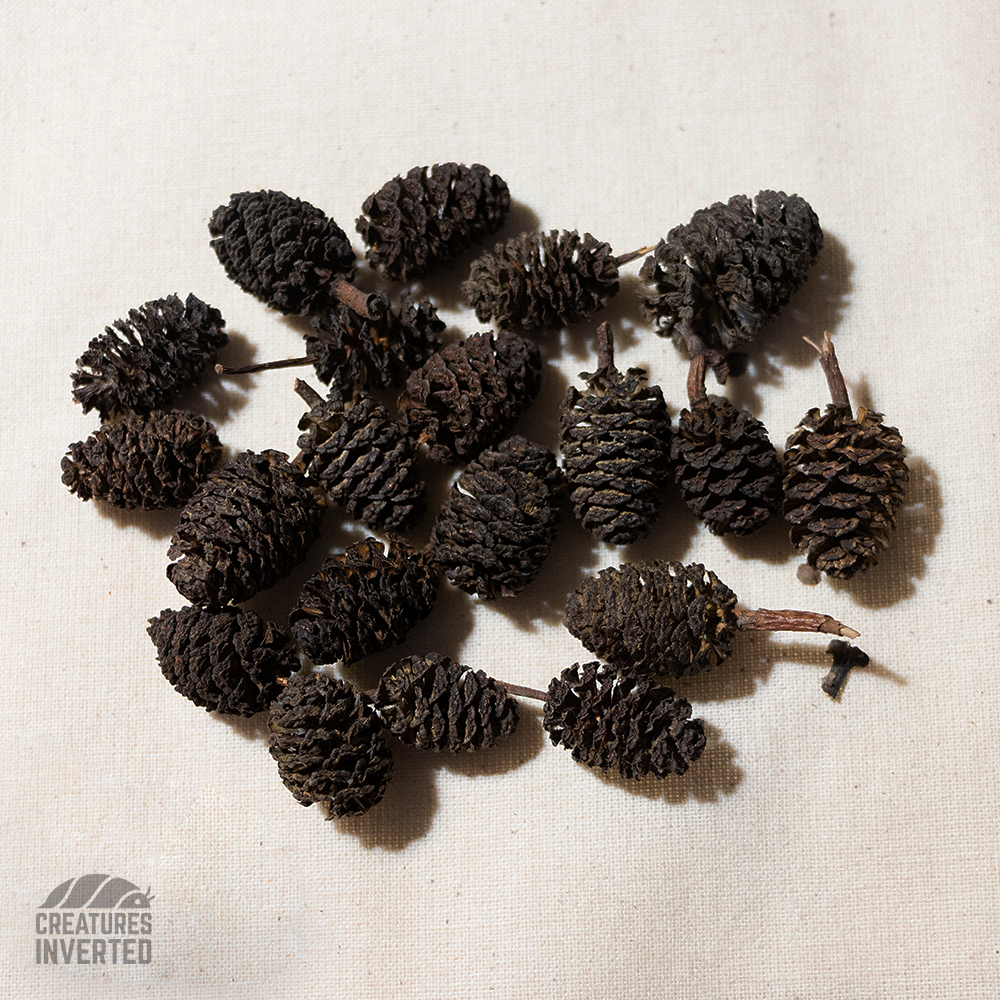 Black Alder Cones - 20 Pack