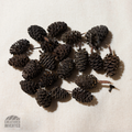 Black Alder Cones - 20 Pack