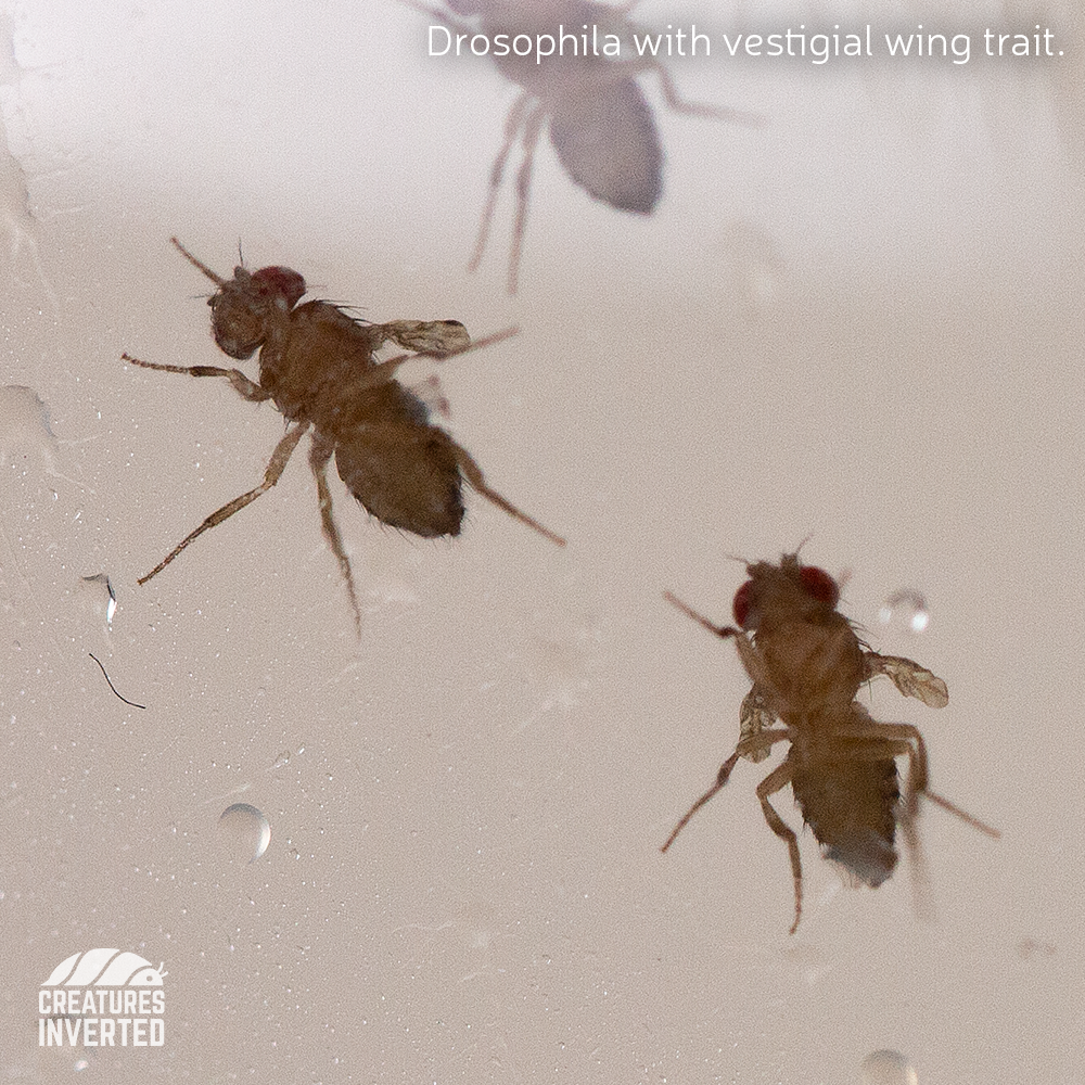 Drosophila melanogaster - Flightless Fruit Fly (Starter)
