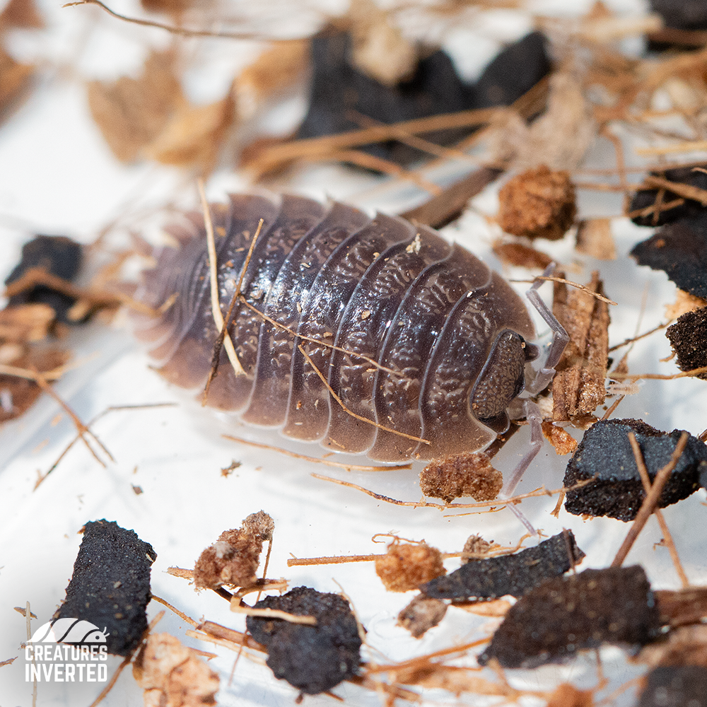 Giant Canyon Isopods (Porcellio dilatatus) - 15 Pack