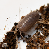Smooth Slater Isopods (Porcellio laevis) - 15 Pack