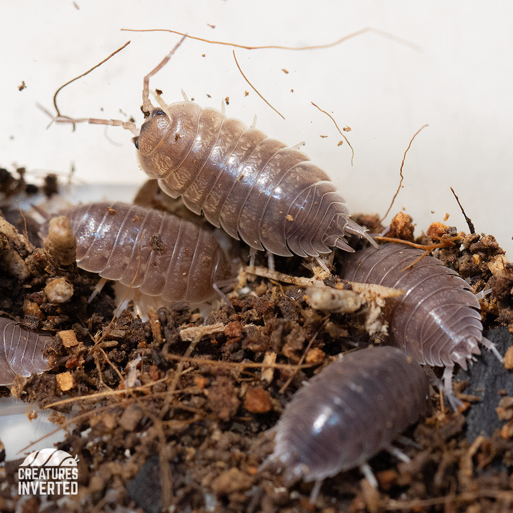 Smooth Slater Isopods (Porcellio laevis) - 15 Pack