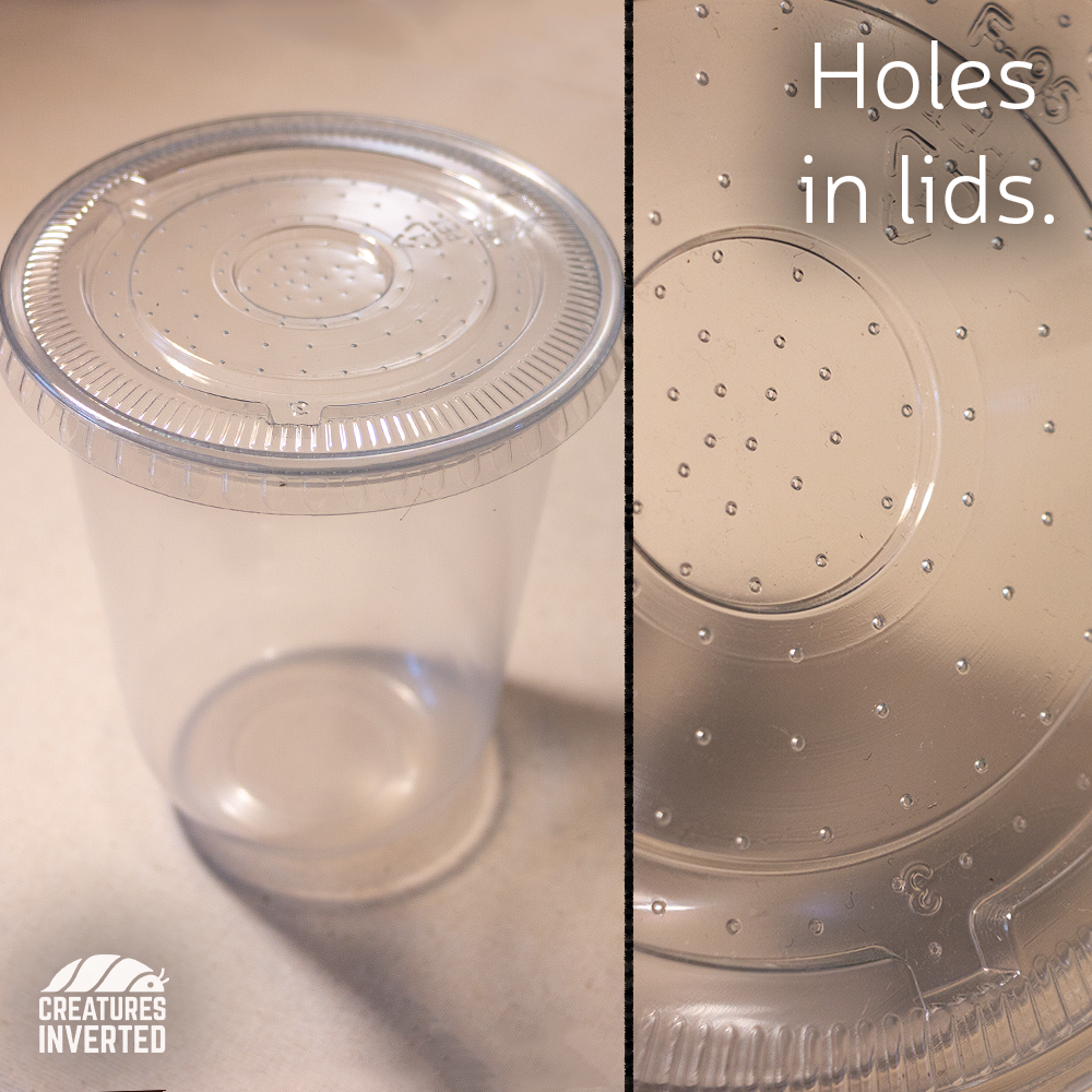 Culture Cups - Lids with holes