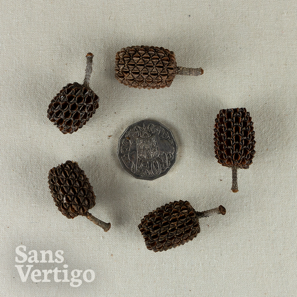 Sheoak Pods - 10 Pack