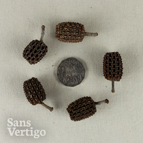 Sheoak Pods - 10 Pack